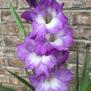 Gladiolus Nori