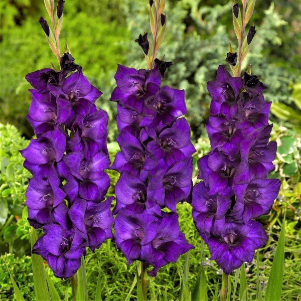 Gladiolus Purple Flora - Image 2