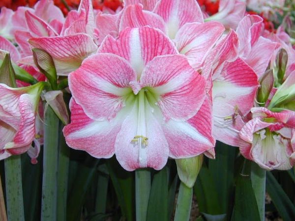 Amaryllis Single Wonderland