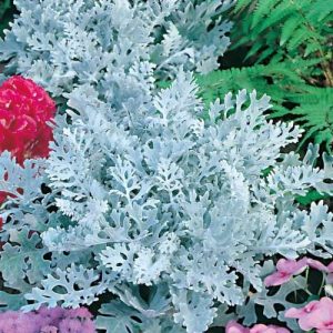 Cineraria maritima - Srebrna hrizantema oko 270 semenki