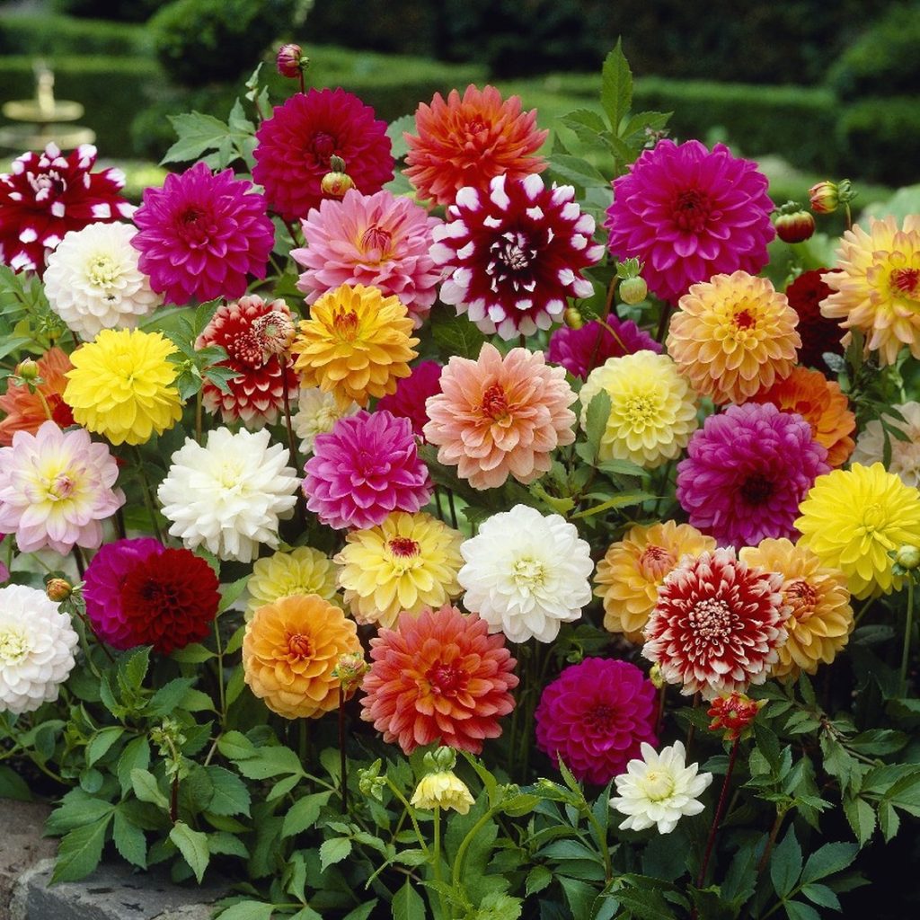 Dalije – za kolorit u bašti i rezani cvet