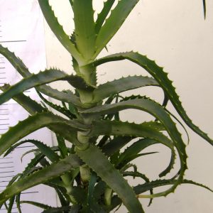 Aloja (Aloe Arborescens)