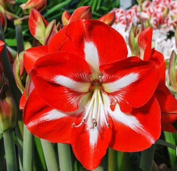 Amaryllis Striped (Red & White) - Image 2