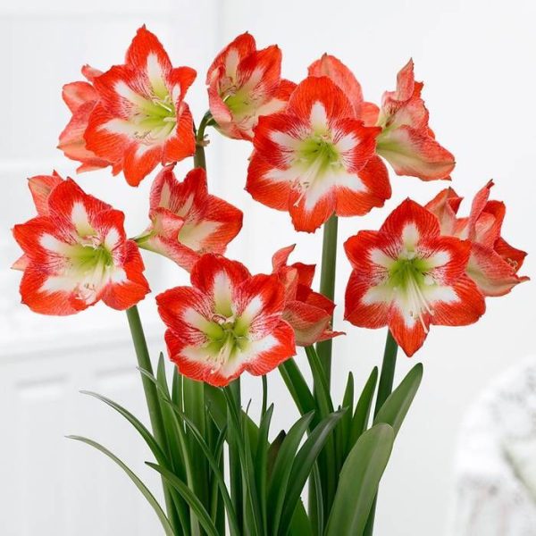 Amaryllis Striped (Red & White) - Image 6