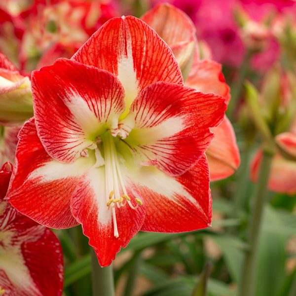 Amaryllis Striped (Red & White) - Image 4