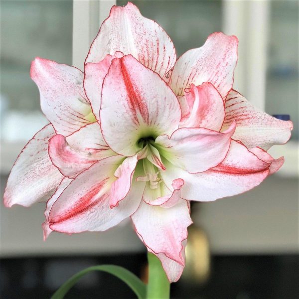 Amaryllis Double Aphrodite - Image 2