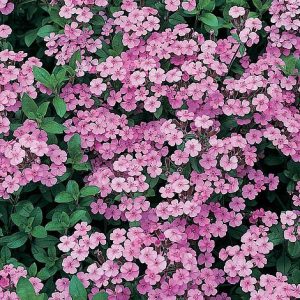 Saponaria - 1 gr