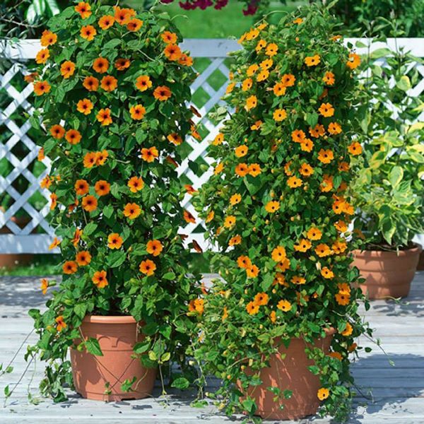 Crnooka suzana-Thunbergia alata sadnica