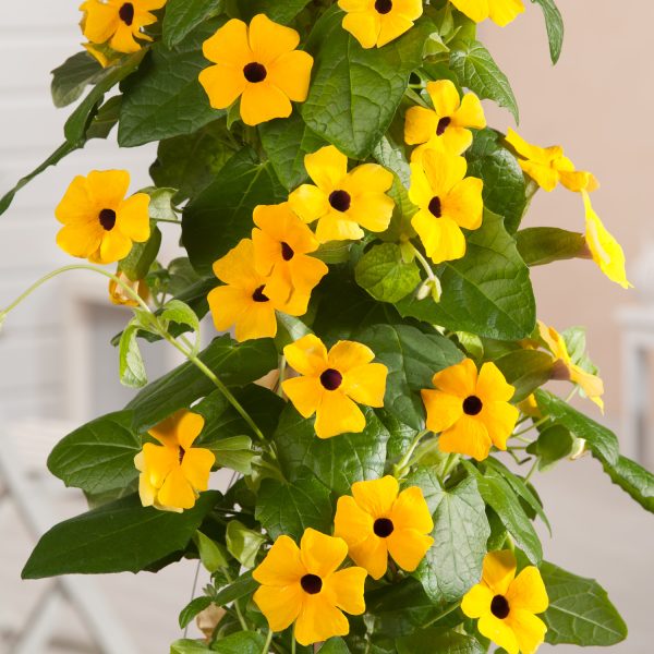Crnooka suzana-Thunbergia alata sadnica - Image 4