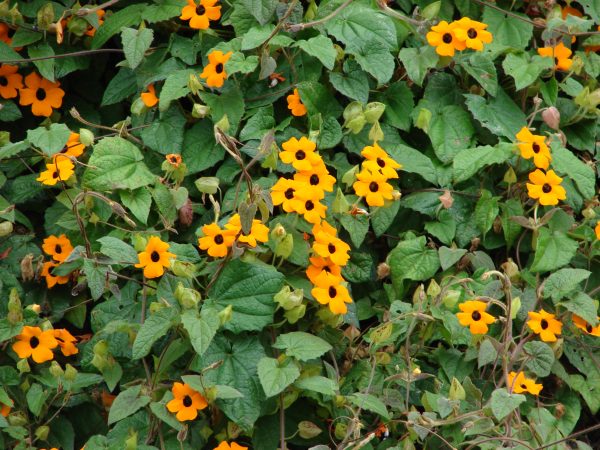 Crnooka suzana-Thunbergia alata sadnica - Image 6