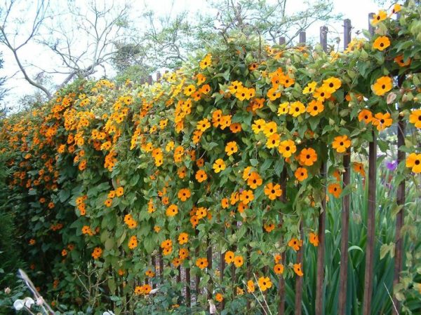 Crnooka suzana-Thunbergia alata sadnica - Image 5