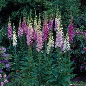 Digitalis 0,75gr