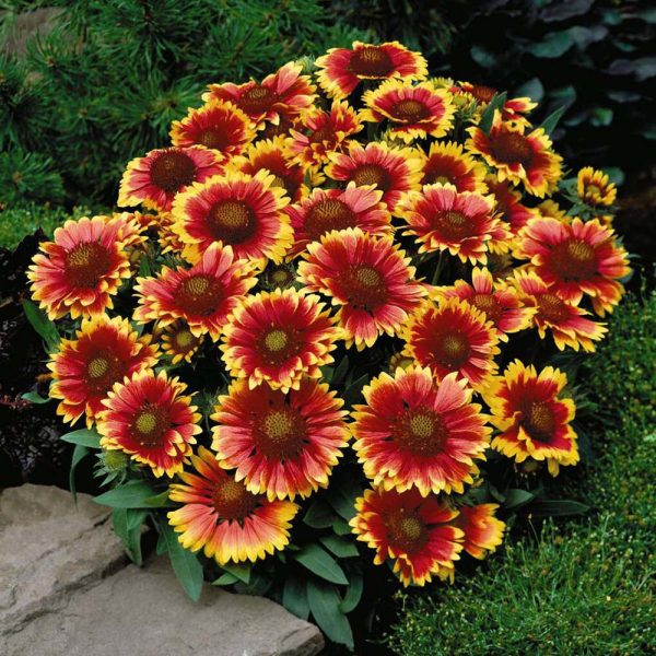 Gaillardia mix - Kokarda 1gr-oko 250 semenki - Image 5