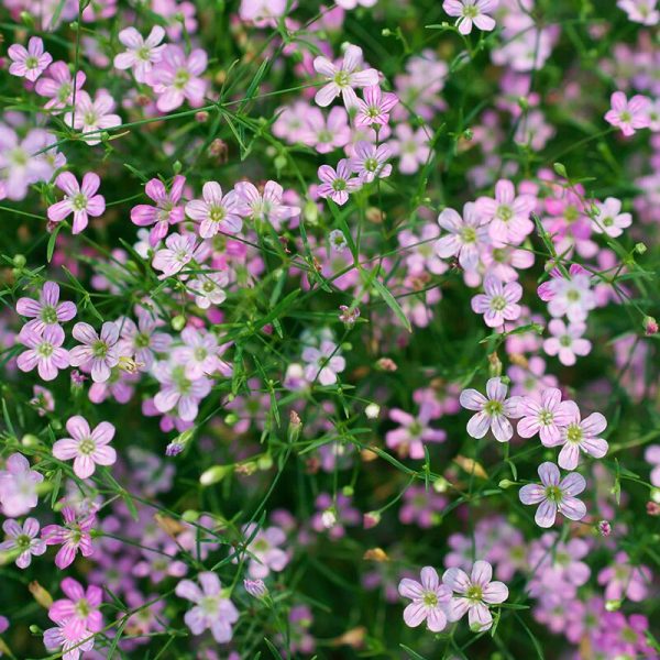 Šlajer mix- Gypsophila elegans 1,5gr - Image 2