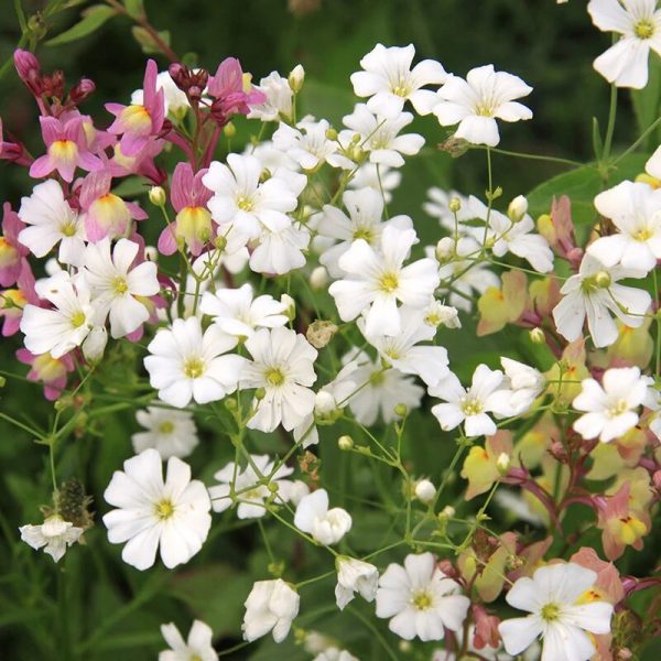 Šlajer mix- Gypsophila elegans 1,5gr - Image 3
