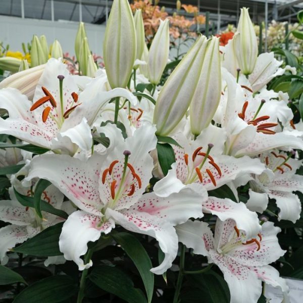 Ljiljan-Lilium Oriental Muscadet - Image 2