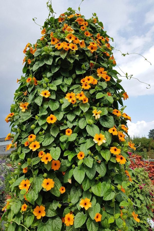 Crnooka suzana-Thunbergia alata sadnica - Image 2