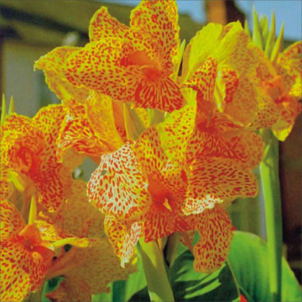 Canna Picasso - Image 2