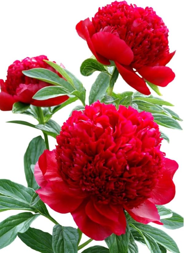 Božur-Paeonia Lactiflora Red Charm - Image 2