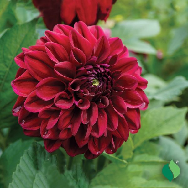 DALIJA Decorative Zorro-P