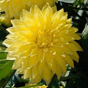 Dalija Decorative Kelvin Floodlight-P