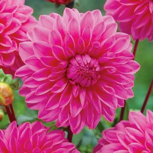 DALIJA Decorative LUCKY NUMBER-P