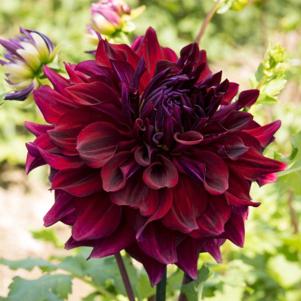 DALIJA Decorative Zorro-P - Image 3