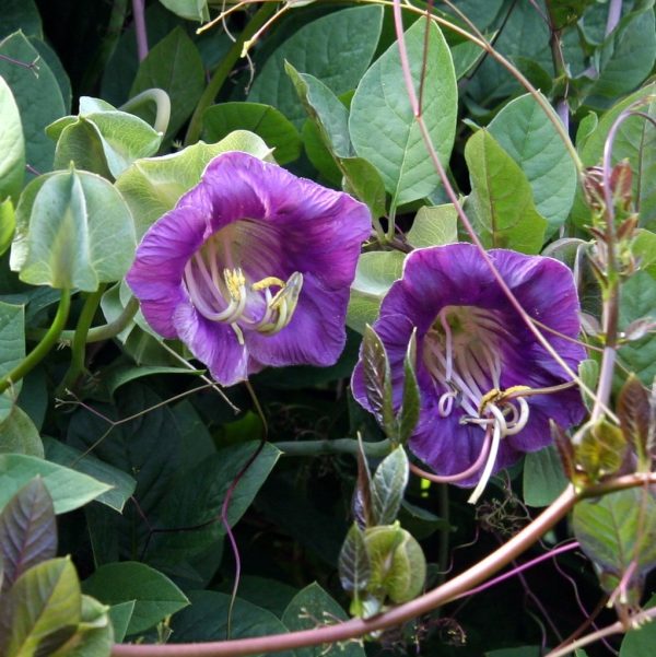 Zvonasta loza Cobaea - penjačica
