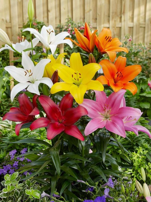 Ljiljani-Lilium mix 15 lukovica - Image 2