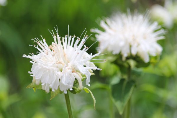Bergamot White (Monarda) - Image 3