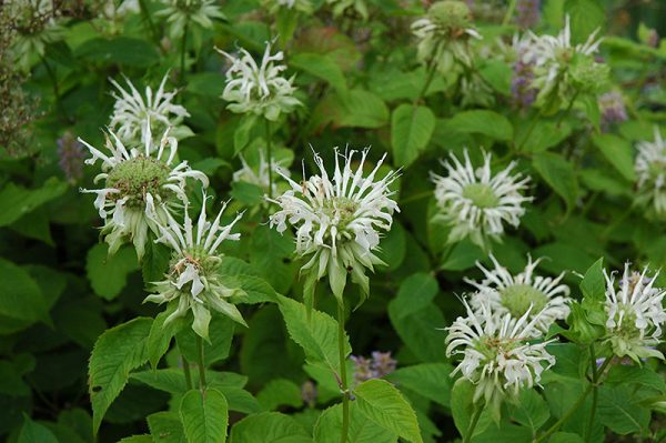 Bergamot White (Monarda) - Image 2