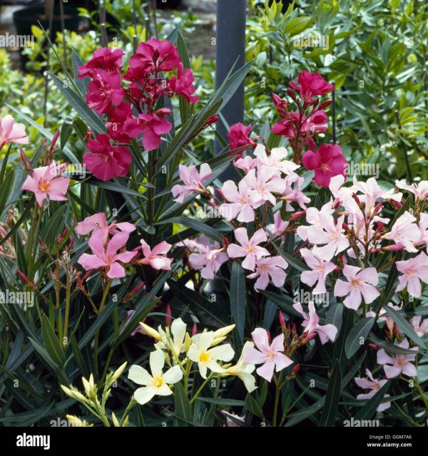 Oleander mix - 3 sadnice - Image 2
