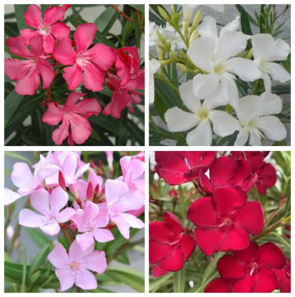 Oleander mix - 3 sadnice