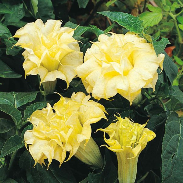 Datura Ballerina Yellow - Anđeoska truba - Image 3