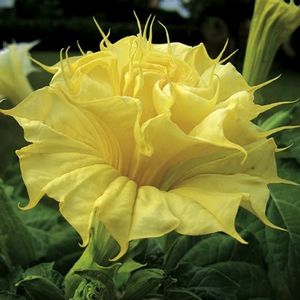 Datura Ballerina Yellow - Anđeoska truba