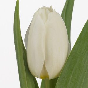 Lala Single Early Coquette-5 lukovica