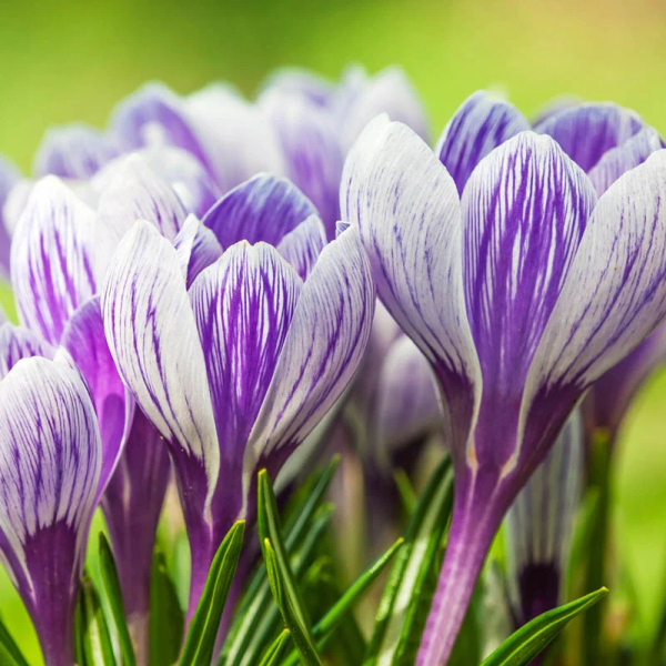 Crocus Grandiflora (STRIPED)-5 lukovica