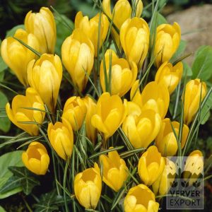 Crocus Grandiflora (YELLOW)-5 lukovica