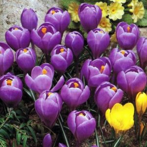 Crocus Grandiflora (PURPLE)-5 lukovica