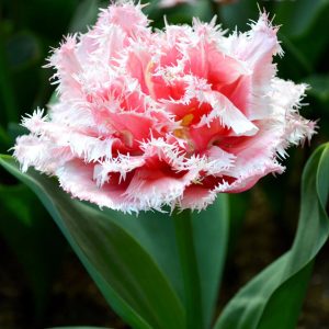 Lala Double Fringed Queensland-5 lukovica