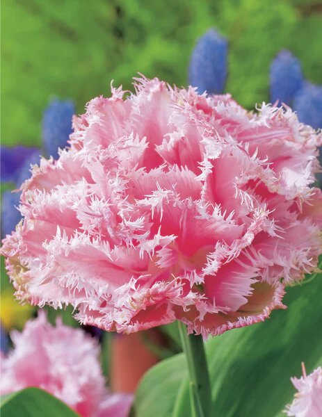 Lala Double Fringed Queensland-5 lukovica - Slika 3