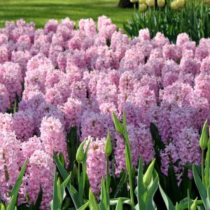 Zumbul Fondante - 30 lukovica