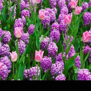 Zumbul Amethyst-30 lukovica