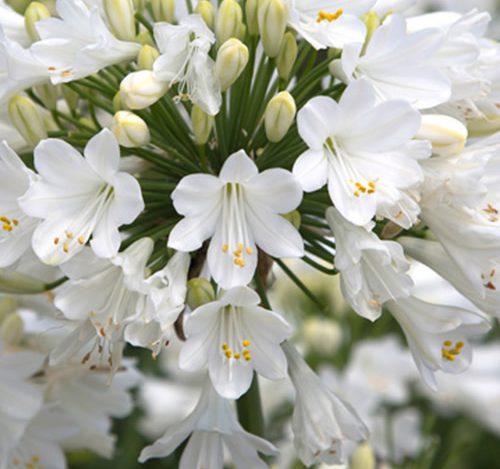 Agapanthus White- Afrički ljiljan - Slika 4