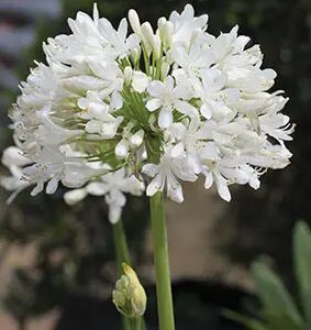Agapanthus White- Afrički ljiljan