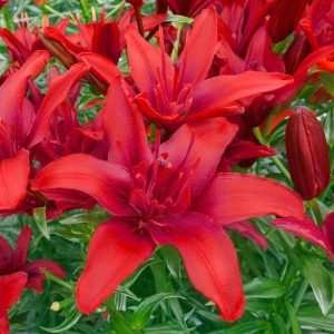 Ljiljan-Lilium Double Asiatic Red Twins