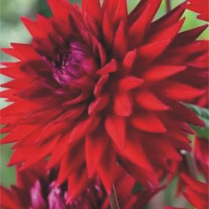 Dalija Cactus Witteman's Best