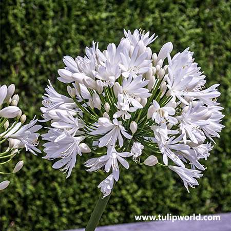 Agapanthus White- Afrički ljiljan - Slika 3