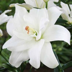 Ljiljan-Lilium Double Asiatic Annemarie's Dream