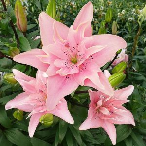 Ljiljan-Lilium Double Asiatic Elodie